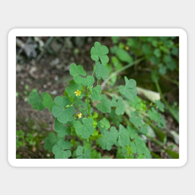 Clover leaves Magnet by Beccasab photo & design